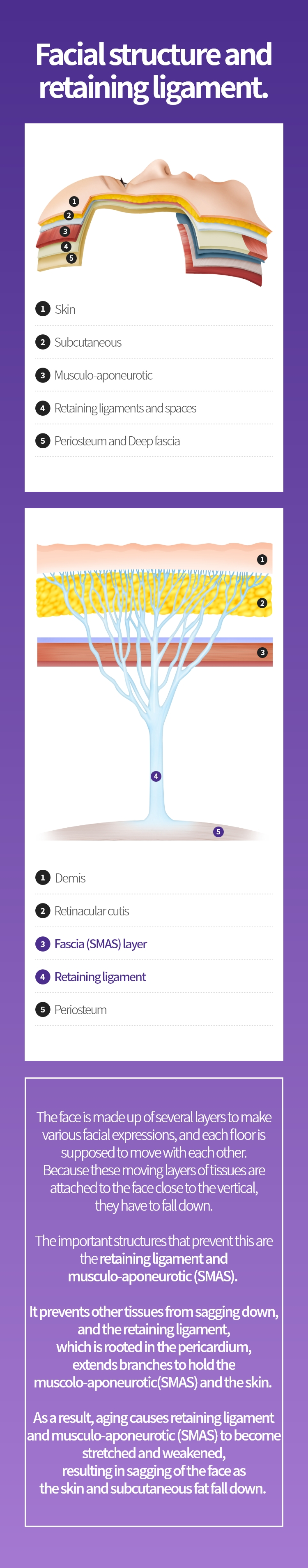 얼굴의 구조와 유지인대 -
			얼굴은 다양한 표정을 짓기 위해 여러 층으로
			이루어져 있으며 각 층은 서로 움직이게
			되어 있습니다. 이렇게 서로 움직이는 층으로
			되어 있는 조직들이 수직에 가까운 얼굴에
			붙어 있기 때문에 아래로 처지면서
			내려올 수밖에 없습니다.

			이를 막아주는 중요한 구조물이
			유지인대와 근막(SMAS)입니다.

			다른 조직들이 처져 내려가는 것을
			막아주게 되며 골막에 뿌리를 내린 유지인대가
			위로 올라가면서 가지를 뻗어 근막(SMAS)과
			피부를 붙잡아 줍니다.

			따라서 노화로 인해 유지인대와 근막(SMAS)이
			늘어지고 약해지면서 피부와 피하지방들이
			아래로 처져 내려오면서 얼굴의
			처짐이 발생합니다.