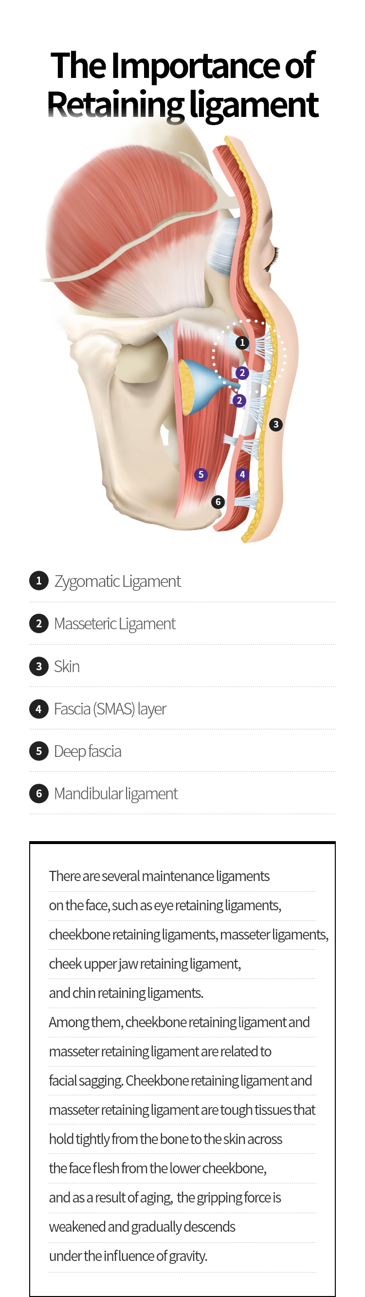 
			유지인대의 중요성:
			얼굴에는 눈유지인대, 광대유지인대, 교근유지인대,
			뺨상악유지인대, 턱유지인대 등 여러 유지인대가
			존재하는데 이 중 얼굴 처짐 즉, 볼 처짐과 관련
			있는 것은 광대유지인대와 교근유지인대 입니다.

			광대유지인대와 교근유지인대는 광대뼈 아래쪽에서
			뼈로부터 얼굴살을 가로질러 피부까지 단단히
			붙잡고 있는 질긴 조직으로 노화 진행 시 붙잡아
			주는 힘이 약해짐과 동시에 중력의 영향으로
			아래로 점점 내려오게 됩니다.
			