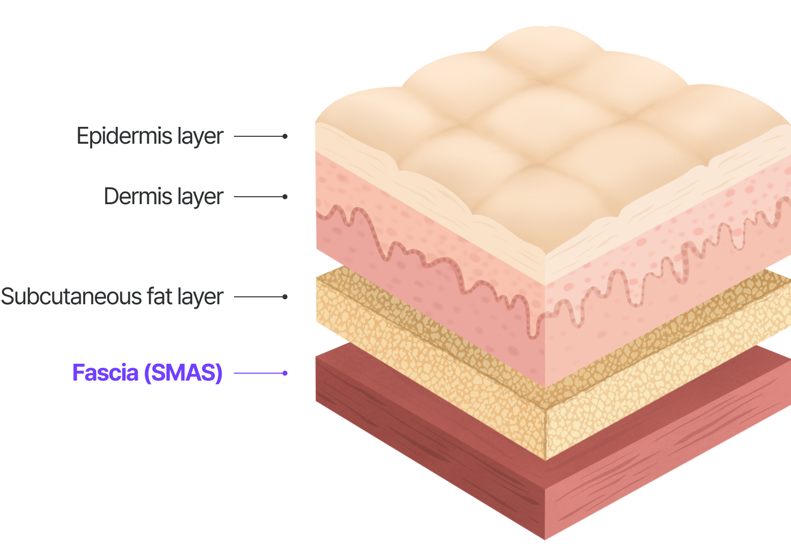 スマス層 : 筋膜(SMAS)、 皮下脂肪層, 真皮層, 表皮層